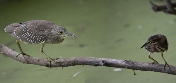 /Images/uploads/Sonoma County Regional Parks Foundation/springlake50/entries/29137thumb.jpg